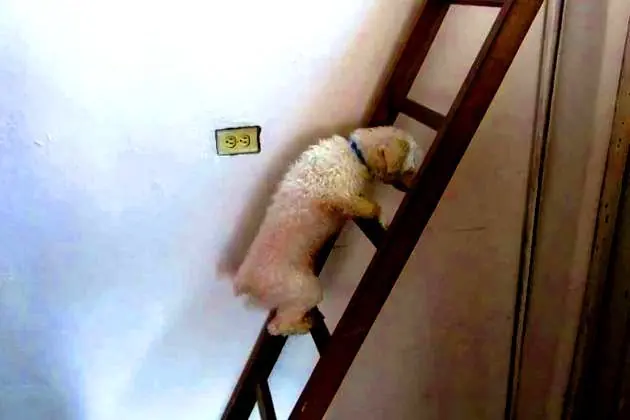 perro gracioso