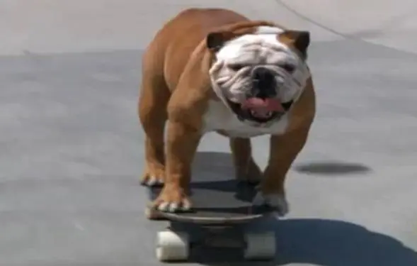 Descripcion grafica de perro puto amo