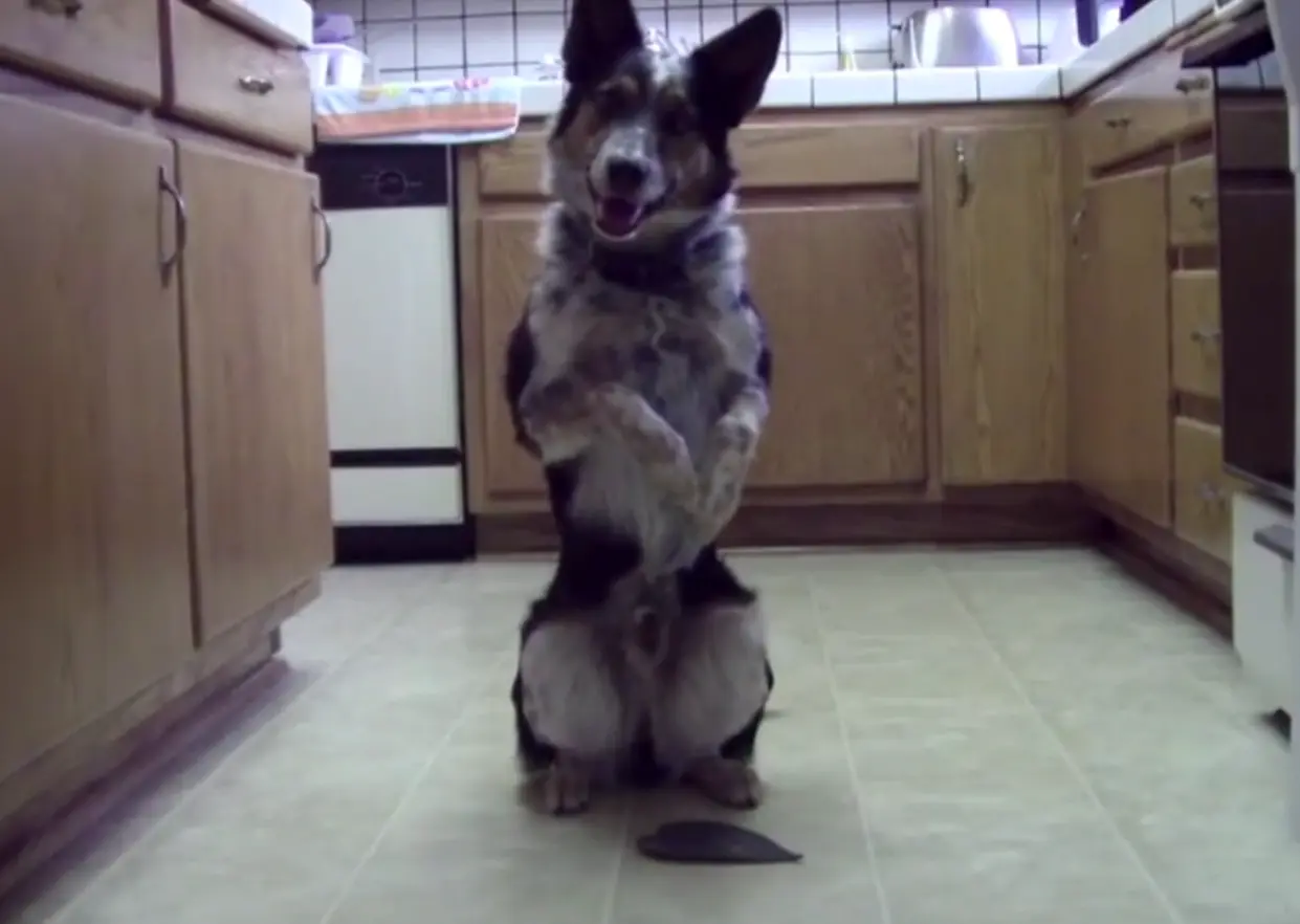 dog