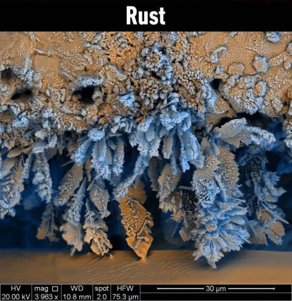 microscopio