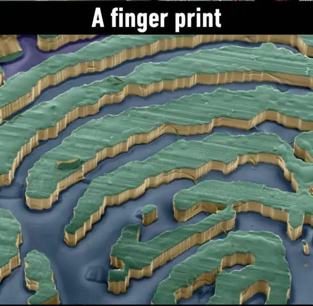 microscopio