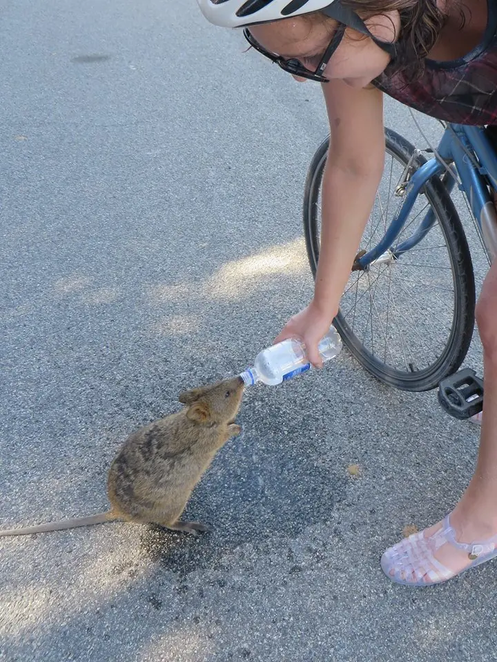 Quokka