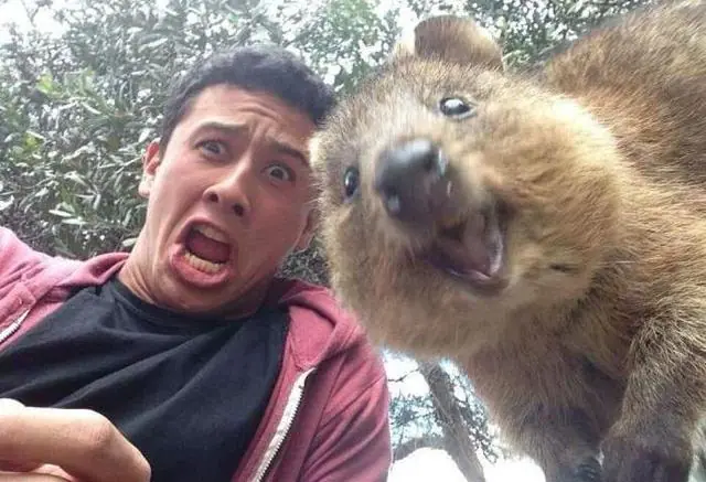 animal