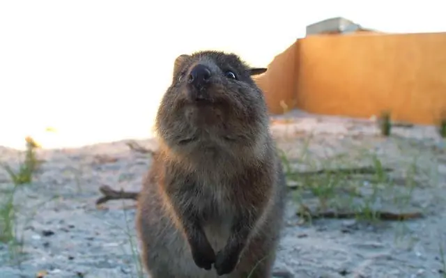 Conoce al quokka, el animal más feliz y adorable que existe!