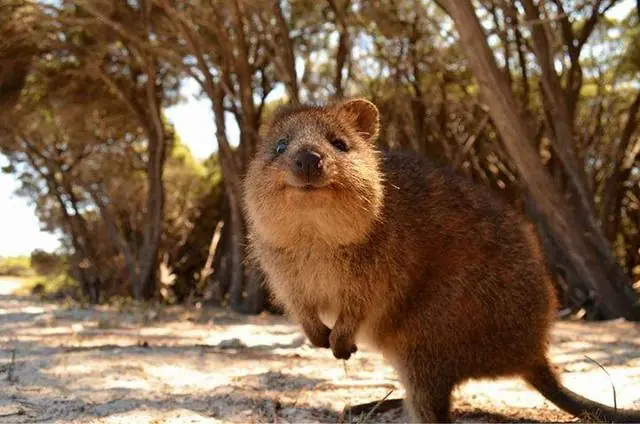 Quokka
