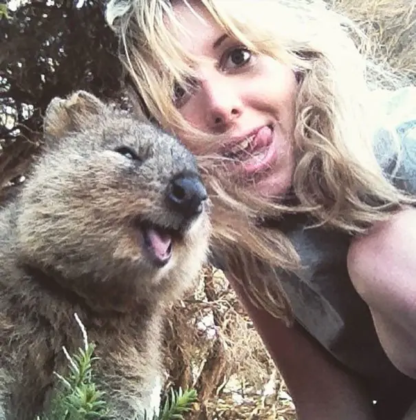Conoce al quokka, el animal más feliz y adorable que existe!