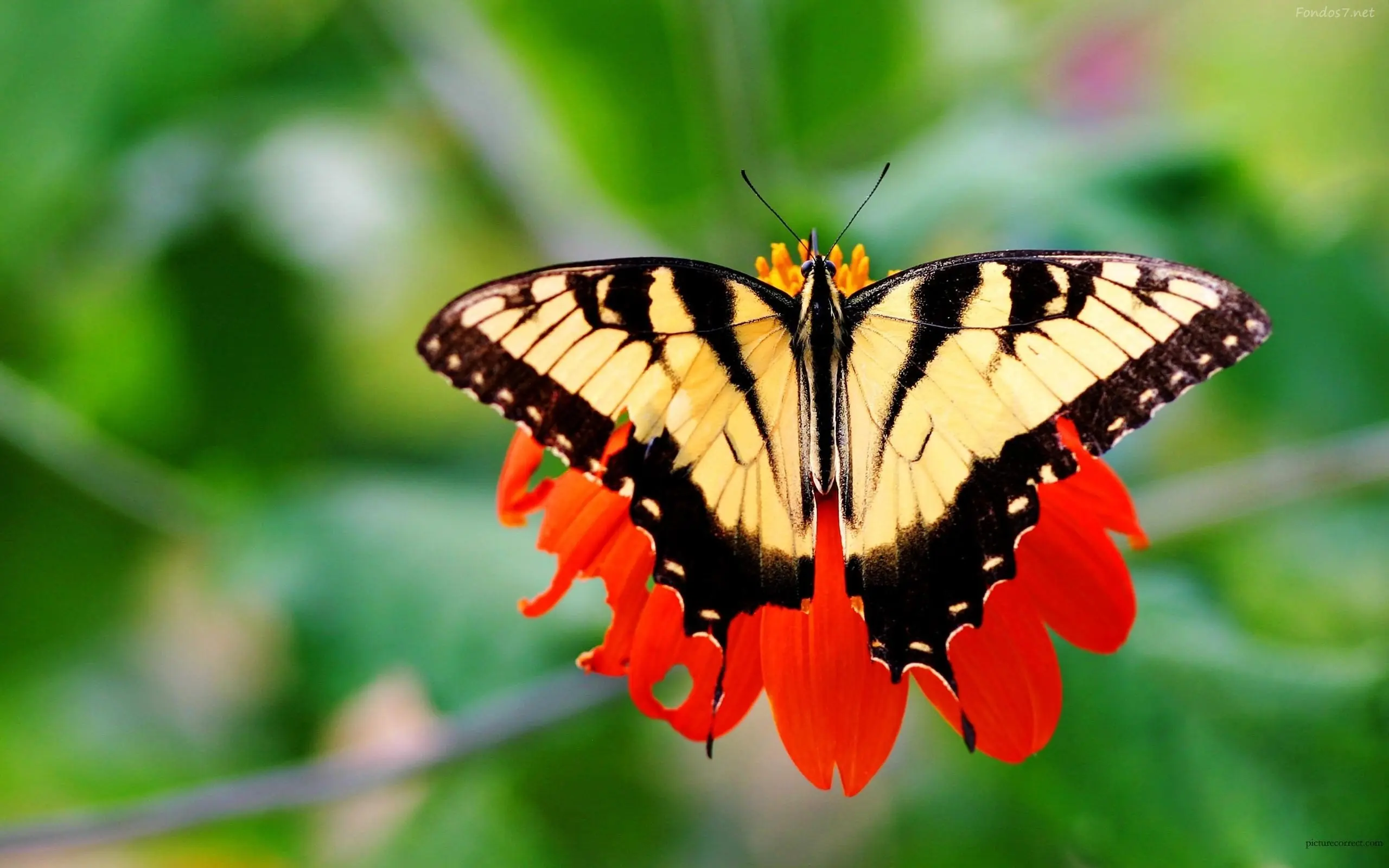 La niña de la piel de Mariposa
