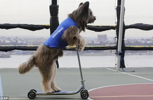 perro simpatico