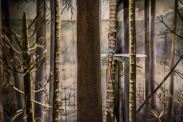 periodo carbonifero periodo carbonifero