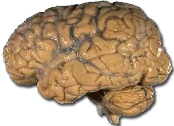 Datos Curiosos Sobre El Cerebro Humano!