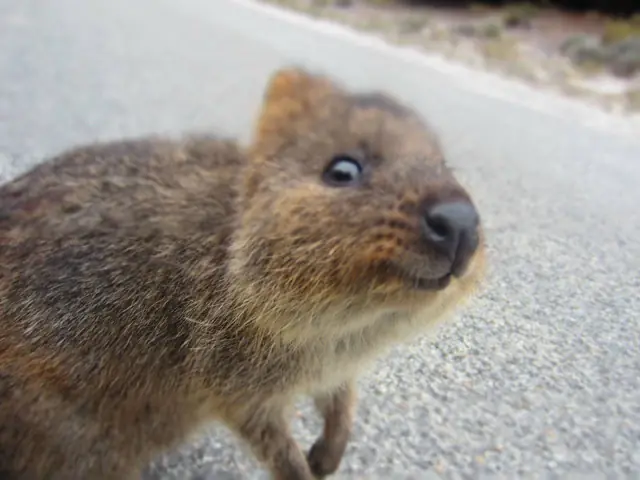 adorable