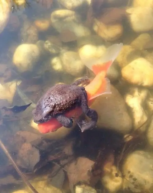 compilado humor y un poco más