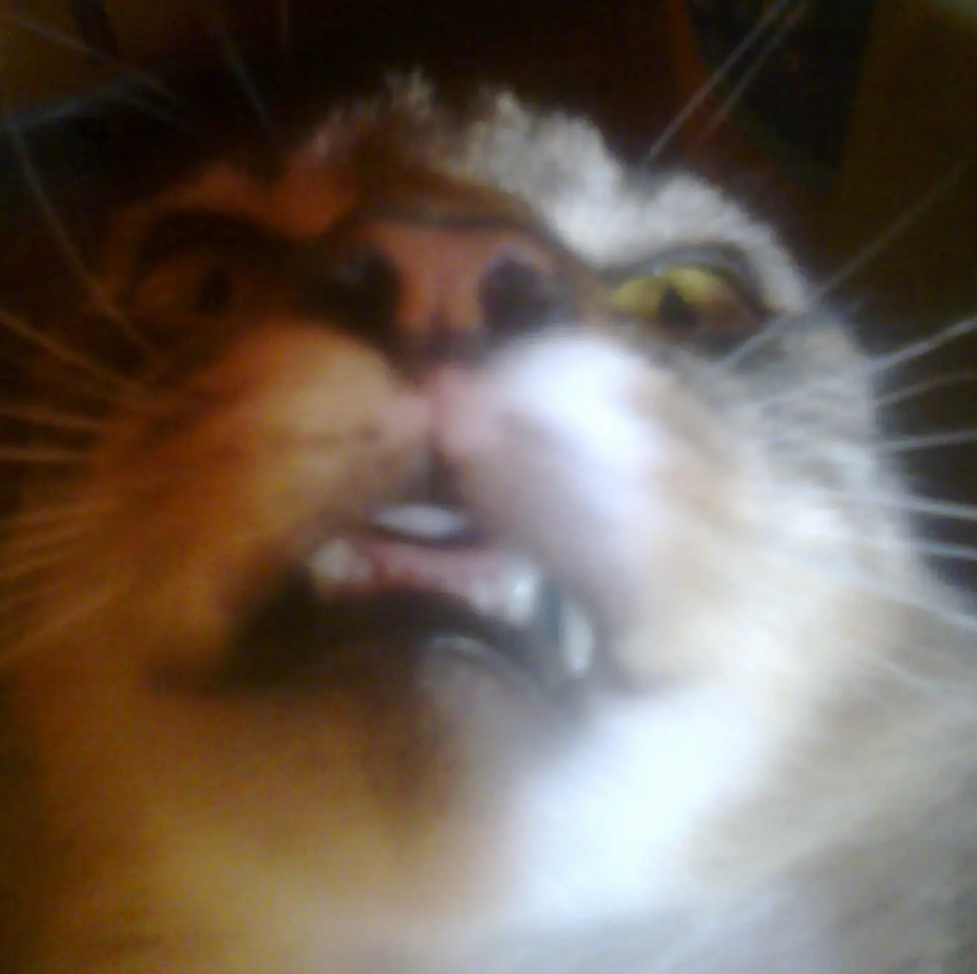 gato