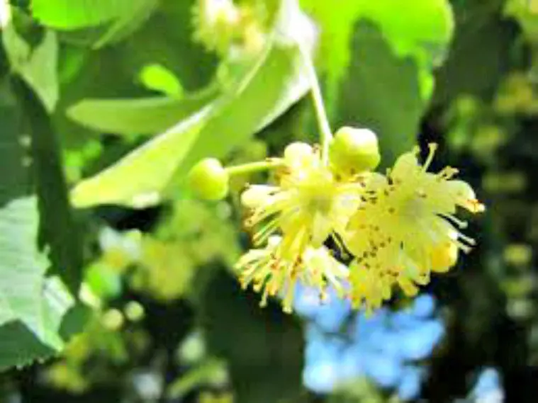 Antibióticos naturales.