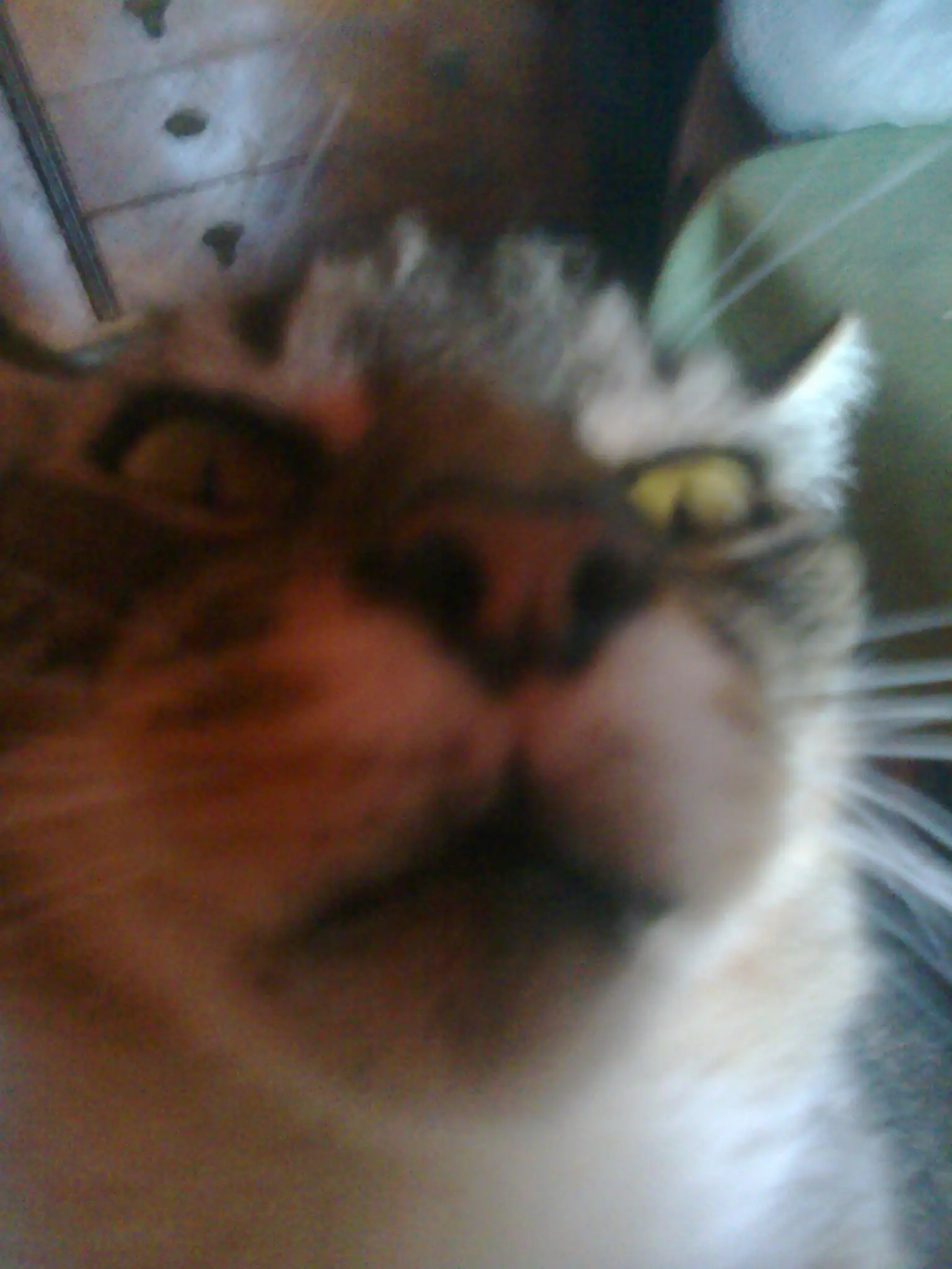 Mi Gato Especial Galactico