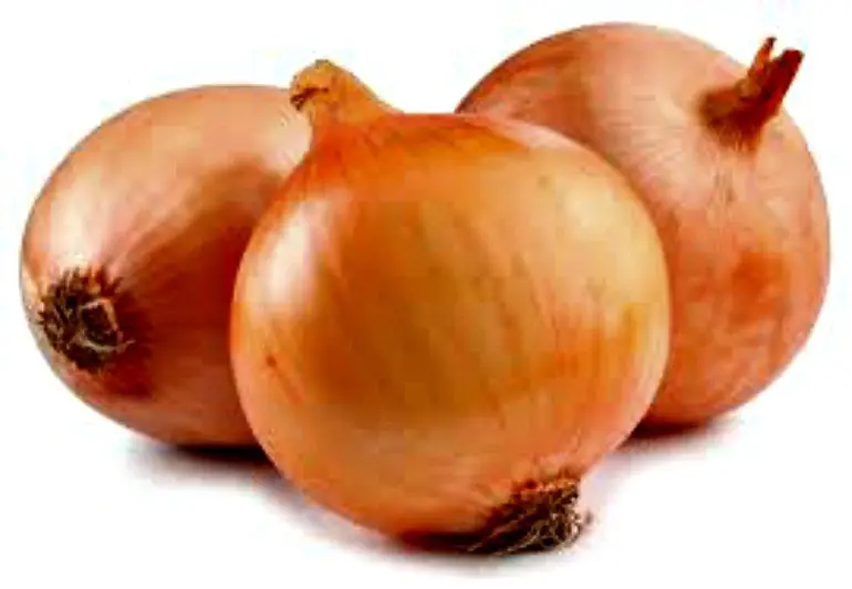 JENGIBRE