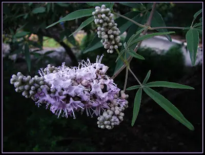 plantas medicinales