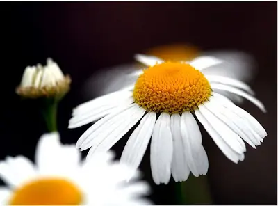 27 Plantas Medicinales para su jardín