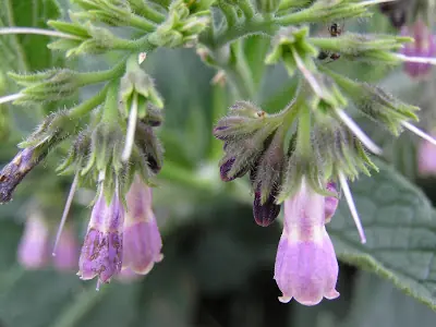 plantas medicinales