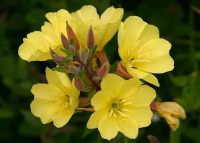 27 Plantas Medicinales para su jardín