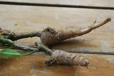 plantas medicinales