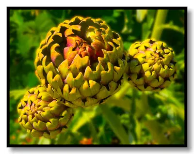 plantas medicinales