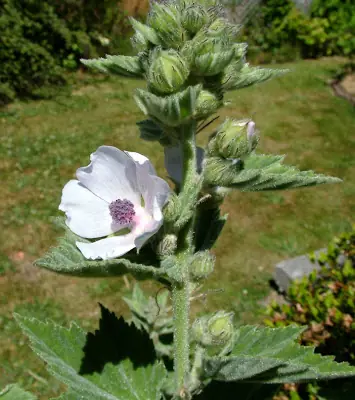 plantas medicinales