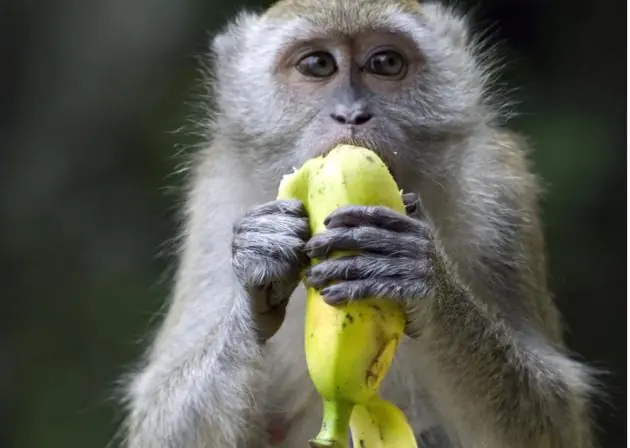 La forma correcta de pelar una banana.