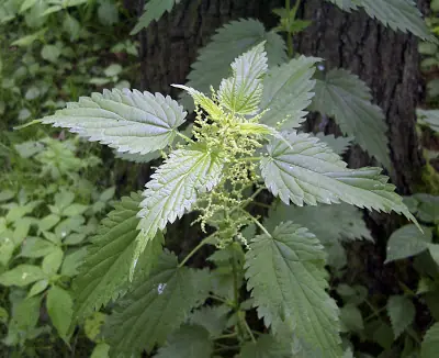 27 Plantas Medicinales para su jardín