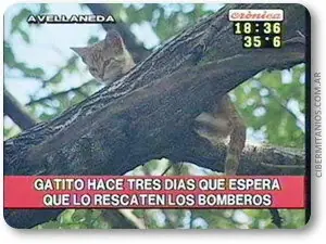 cronica