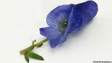 Las plantas más venenosas del mundo