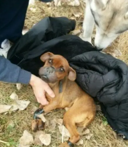 Perrita fue victima de un Depravado, El recibió su merecido