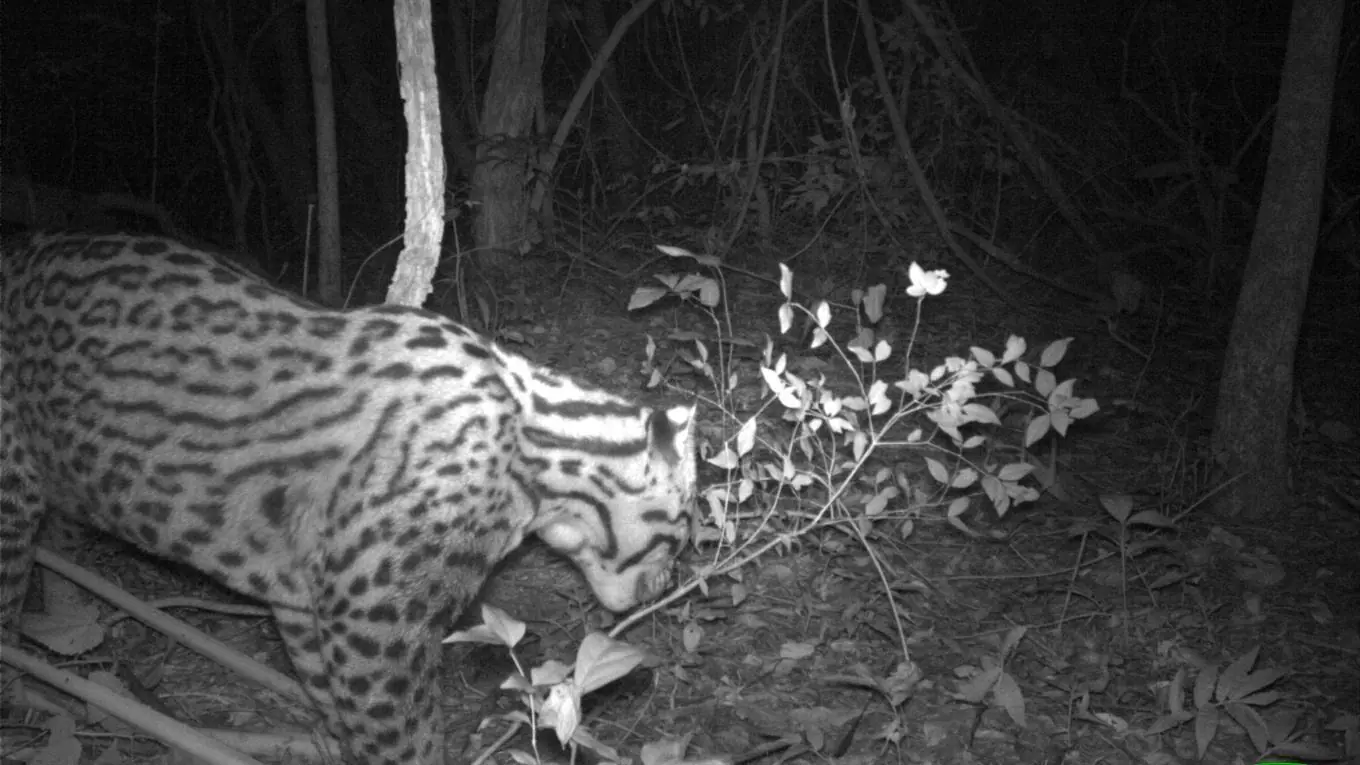 Reaparece en Corrientes un ocelote, se lo creía extinto