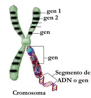 adn