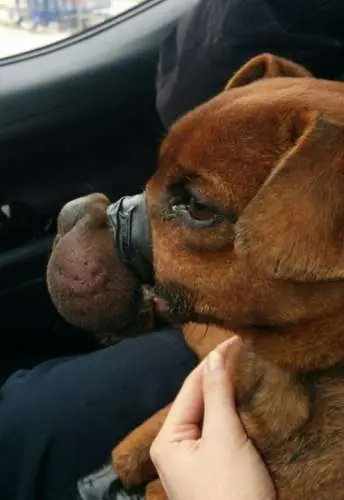perrita perrita