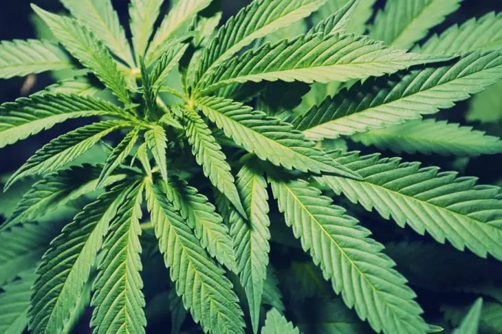 Lubricante Vaginal De marihuana