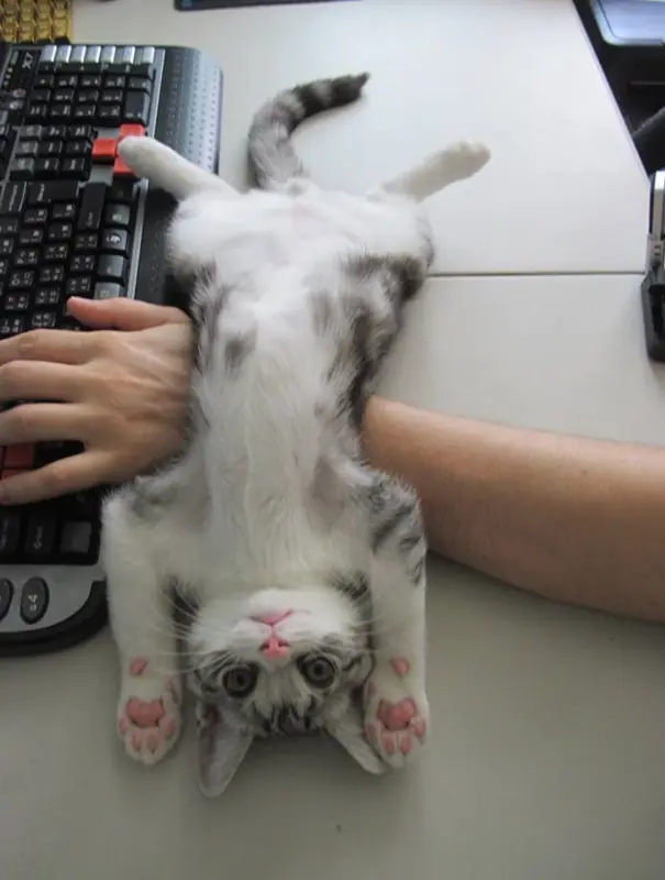 gatos
