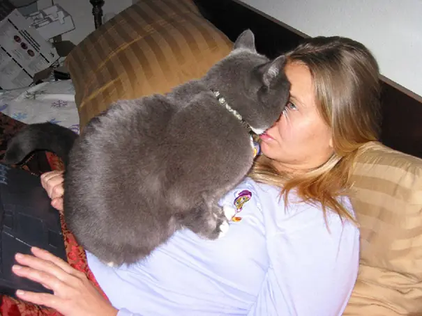 gatos