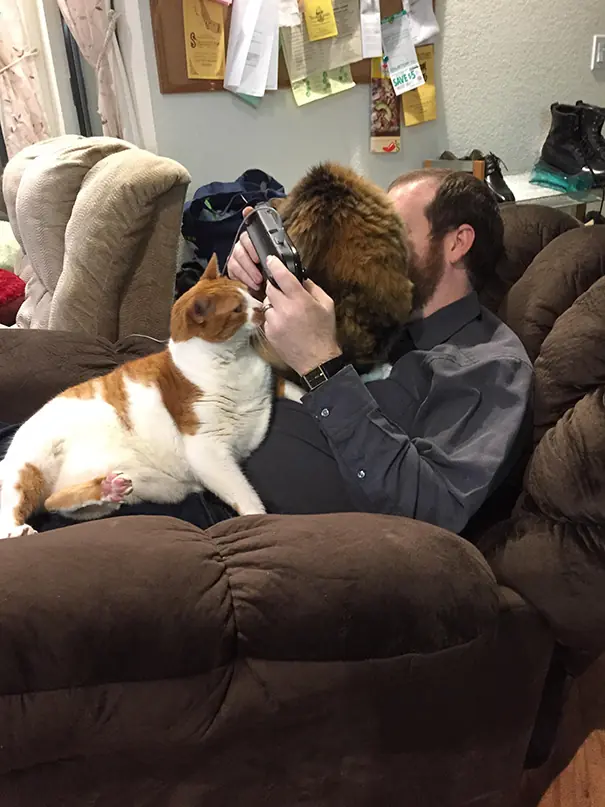 20 gatos a los que NO les importa TU espacio personal