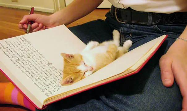 gatos