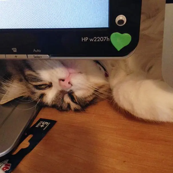 20 gatos a los que NO les importa TU espacio personal