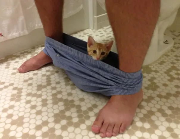 20 gatos a los que NO les importa TU espacio personal