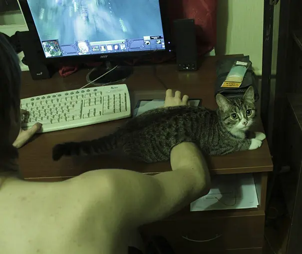 gatos