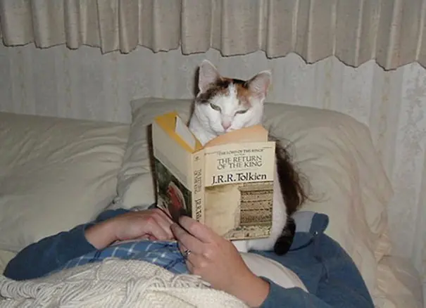20 gatos a los que NO les importa TU espacio personal