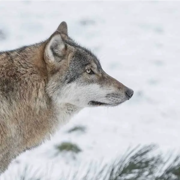 lobo