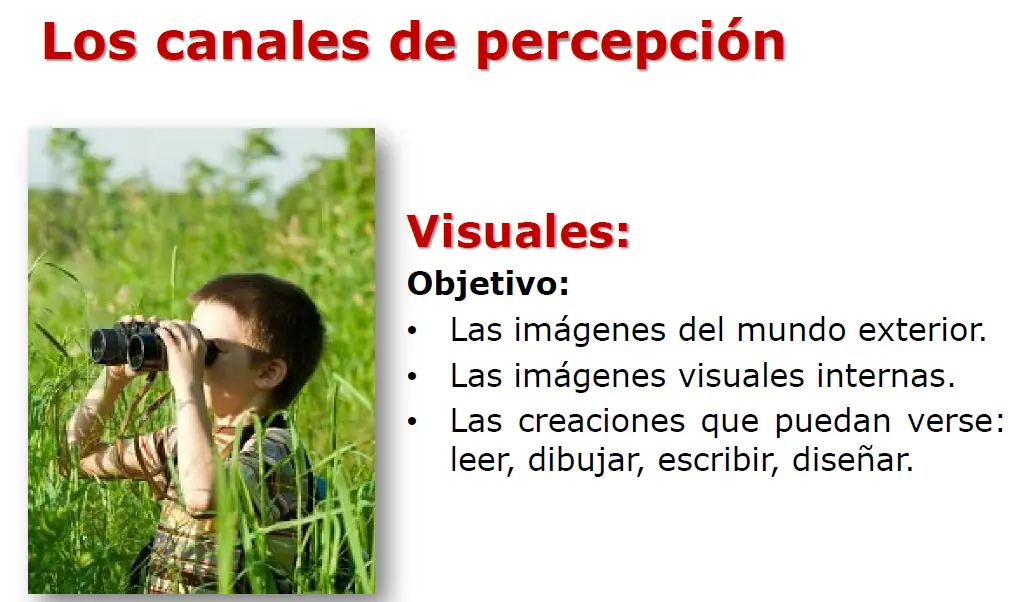 cerebro
