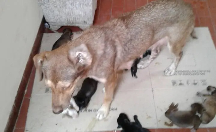 Tenia 1 perro ahora tengo 10