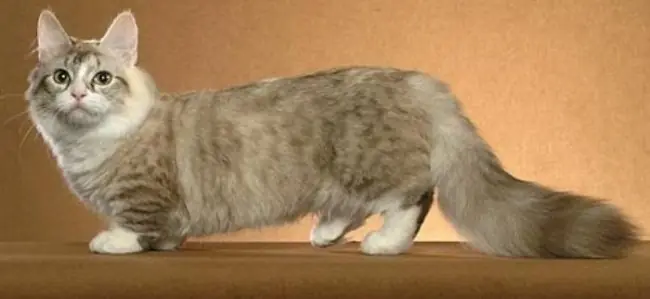 32 Datos muy interesantes que no conocías de estos animales