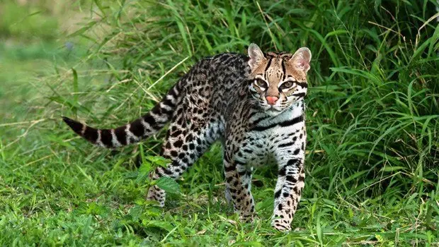ocelote