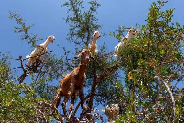 arboles arboles